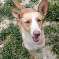 Etna sucht ihr Zuhause für immer...., Hündin zur Adoption