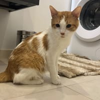 Lucas [FIV+], chat à adopter