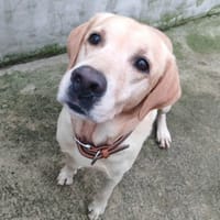 OSCAR, chien à adopter