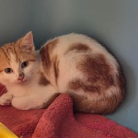 CRUMBLES, chat à adopter