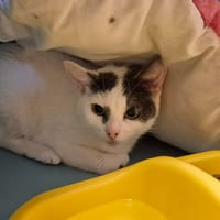 CHOUQUETTE, chatte à adopter