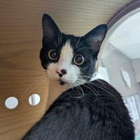 OREO, chat à adopter