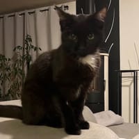 SHADOW, chatte à adopter