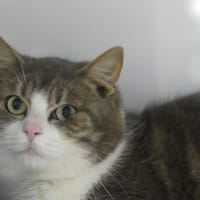 LIGHT, chat à adopter