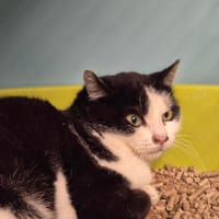 CHUPA, chat à adopter