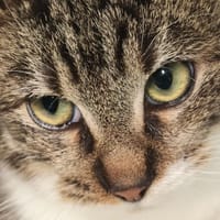 AMINE, chat à adopter