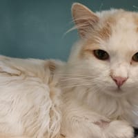 CAPRICCIO, chat à adopter