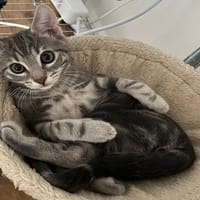 TAC, chat à adopter