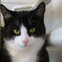 MERLIN, chat à adopter