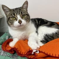 NAYA, chatte à adopter