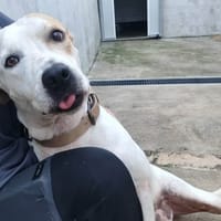LAÏKA, chienne à adopter