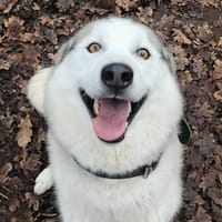 SHADOW, chien à adopter