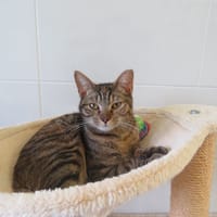 Citrouille, chatte à adopter