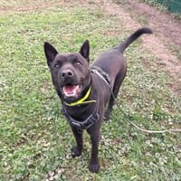 Milkov, chien à adopter