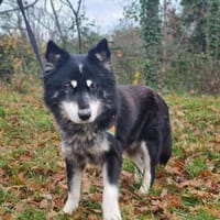 PTIT LOU, chien à adopter