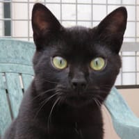 BALI, chat à adopter