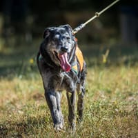 Miko (réservé), chien à adopter