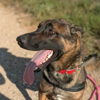 VEGAS, chien à adopter