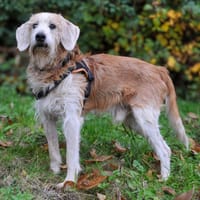 YAKARI HAA24637, chien à adopter