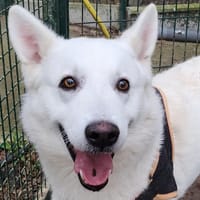 RIO 2, chien à adopter