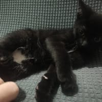 AKO, chat à adopter