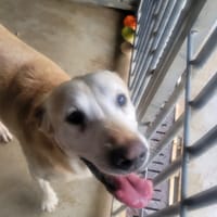 Falco, chien à adopter