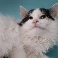 Munin, chat à adopter