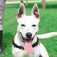 TOSCA, chienne à adopter