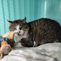 SPAROW, chat à adopter