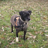 LILOU, chienne à adopter