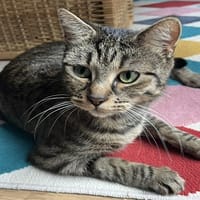 CLARYSSE, chatte à adopter