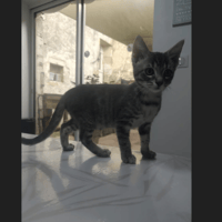 AMIRAL, chat à adopter