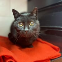 FELIX, chat à adopter
