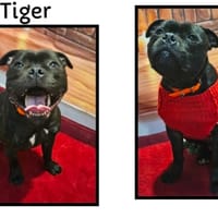 TIGER, chien à adopter