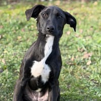 Zia CAA14465, chienne à adopter