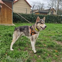 TOBY, chien à adopter