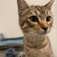CHAI, chatte à adopter