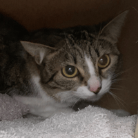 Belle, chatte à adopter