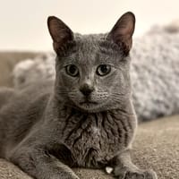 Hibiscus, chat à adopter