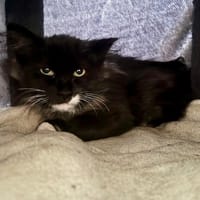 INDIANA, chat à adopter