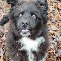 KUMO, chien à adopter