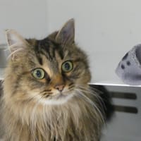 ANOUKA, chatte à adopter