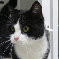 AVANAH, chatte à adopter