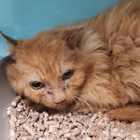 TOBLERONE QCT, chat à adopter