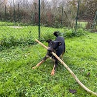 Vera, chienne à adopter
