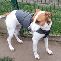 NALA, chienne à adopter