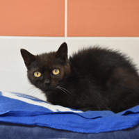 ANDREA, chatte à adopter