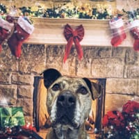 LILOU, chienne à adopter