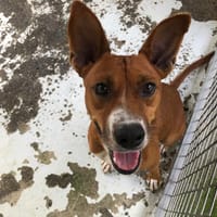 ZIPPY, chienne à adopter