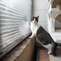 COMETE, chatte à adopter